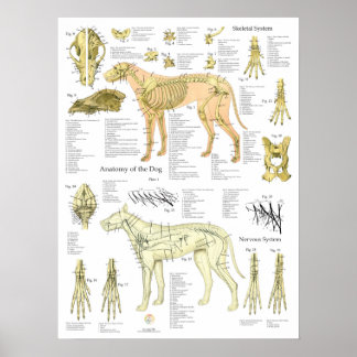 Dog Skeletal Nerves Anatomy Chart Poster