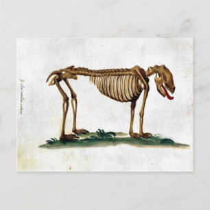  Dog Skeleton Briefkaart