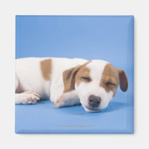 Dog slapen magneet