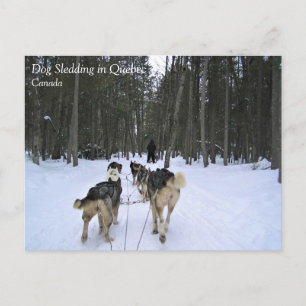 Dog Sledding in Quebec, Canada Briefkaart