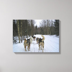 Dog Sledding in Quebec, Canada Canvas Afdruk