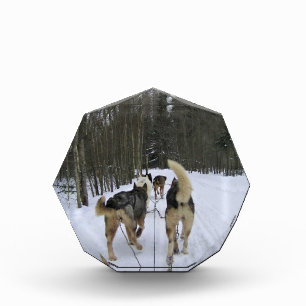 Dog Sledding in Quebec, Canada Fotoblokken