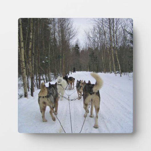 Dog Sledding in Quebec, Canada Fotoplaat (Voorkant)