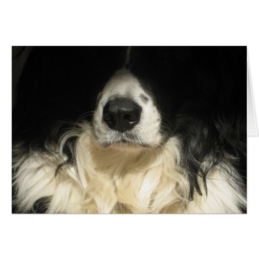 Dog sluiten (Voorkant Horizontaal)