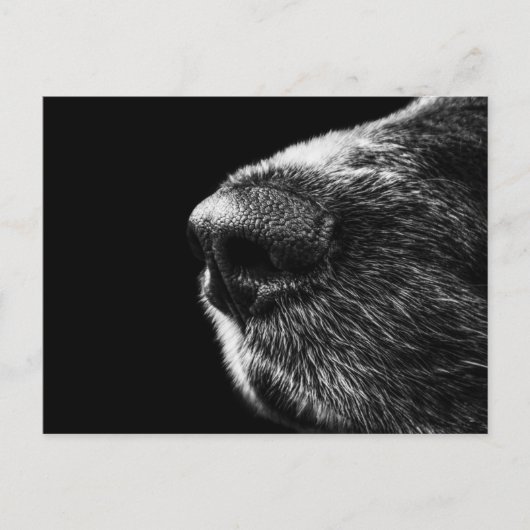 Dog Sniffer Briefkaart (Voorkant)