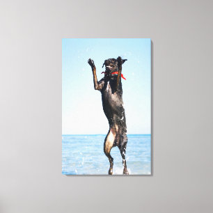 Dog springt in water canvas afdruk