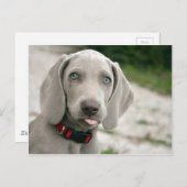 Dog sticker tong uit briefkaart (Voorkant / Achterkant)