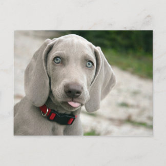 Dog sticker tong uit briefkaart
