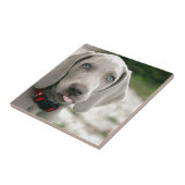 Dog sticker tong uit tegeltje (Zijkant)