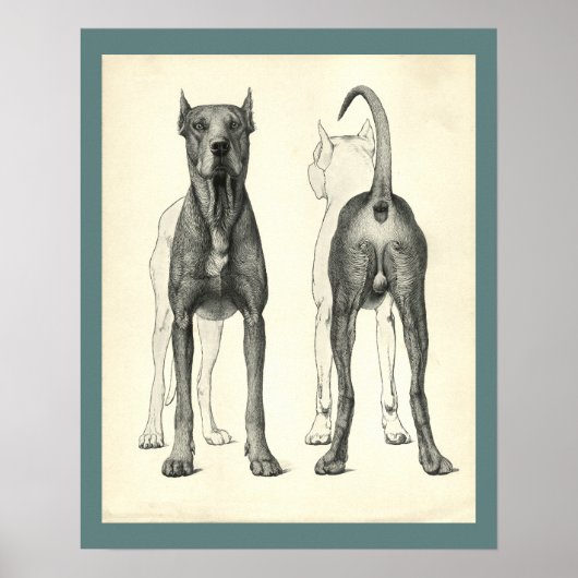Dog Surface Topography Veterinary Anatomy Print (Voorkant)
