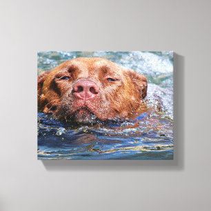 Dog Swimming Canvas Afdruk
