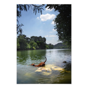 Dog Swimming Ladybird Lake - Downtown Austin Texas Foto Afdruk