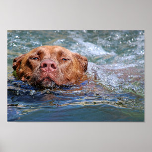 Dog Swimming Poster