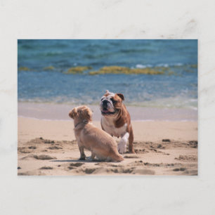 Dog van Sandy Beach Briefkaart