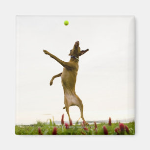 Dog vangt tennisbal in de lucht magneet