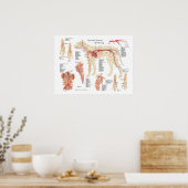 Dog vasculaire anatomie Poster 18 x 24 inch (Keuken)