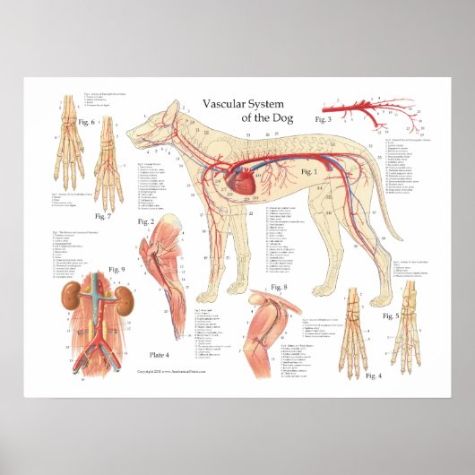 Dog vasculaire anatomie Poster 18 x 24 inch (Voorkant)