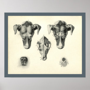 Dog Veterinary Skull Head Musea Anatomie Afdrukken Poster
