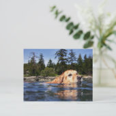 Dog water - Briefkaart (Staand voorkant)