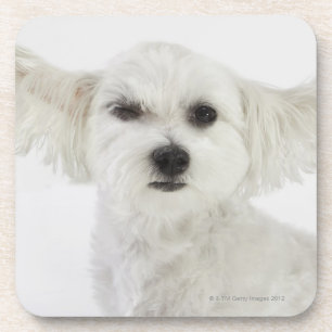 Dog winking onderzetter