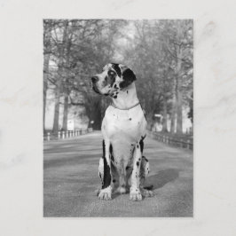 Doggenhaus Briefkaart