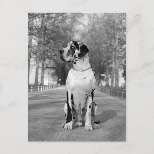 Doggenhaus Briefkaart