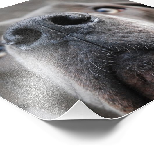 Doggennase Foto Afdruk (Hoek)