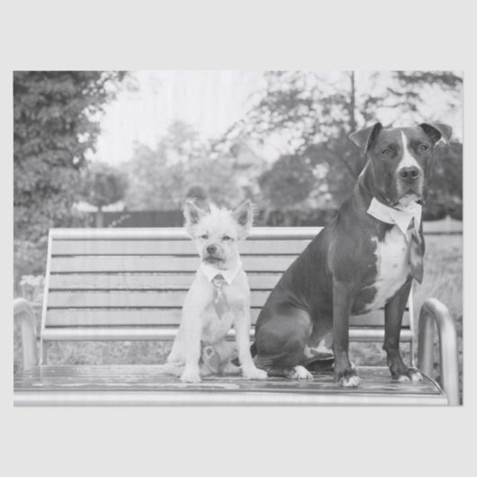 Doggie bruiloft tissuepapier (Voorkant)