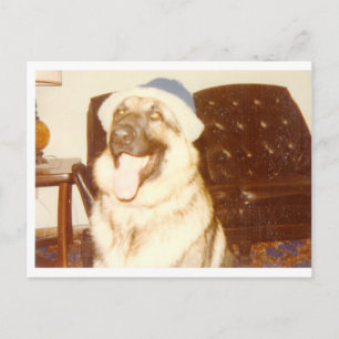 Doggie_Pet Briefkaart