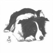 Doggust 2019 Bordure Collie carré autocollant (Devant)