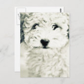 Doggy Briefkaart (Voorkant / Achterkant)