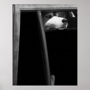 Doggy in het venster poster