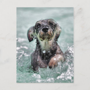 Doggy Paddle Briefkaart