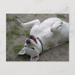 Dogo Argentino afspelen Briefkaart