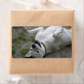 Dogo Argentino afspelen Etiket (Insitu)