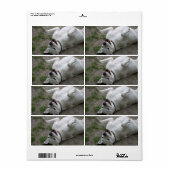 Dogo Argentino afspelen Etiket (Full Sheet)