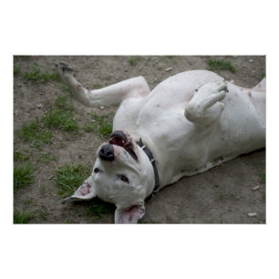Dogo Argentino afspelen Perfect Poster