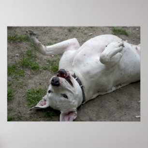 Dogo Argentino spelen Poster