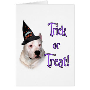 Dogo Argentino Trick