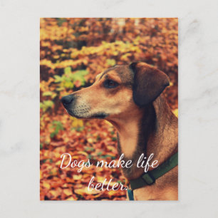 DOGS BETER Briefkaart VOOR HET LEVEN VAN honden