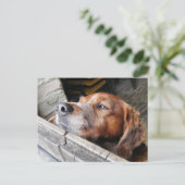 DOGS BRIEFKAART (Staand voorkant)