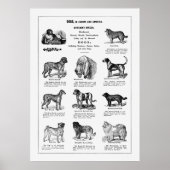 Dogs Briet Poster (Voorkant)