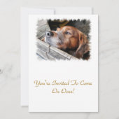 DOGS KAART (Voorkant)