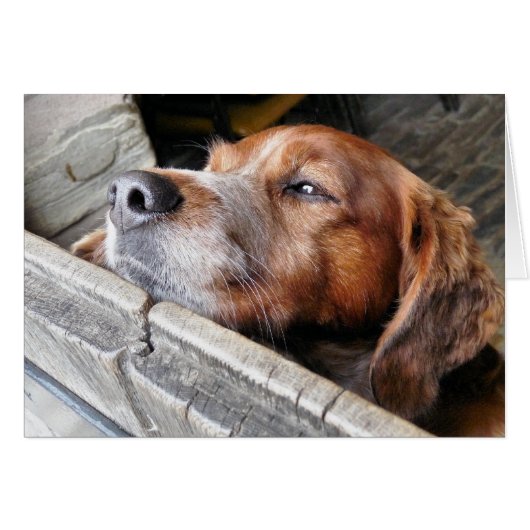 DOGS-KAART (Voorkant Horizontaal)