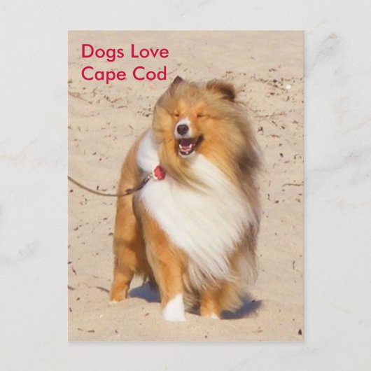 Dogs Love Cape Cod Briefkaart (Voorkant)