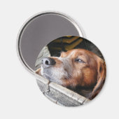 DOGS MAGNEET (Voorkant / Achterkant)