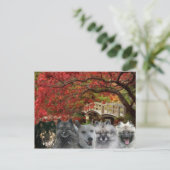 Dogs of the Inn Postcard Briefkaart (Staand voorkant)