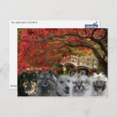 Dogs of the Inn Postcard Briefkaart (Voorkant / Achterkant)