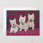 Dogs Posing Briefkaart (Voorkant / Achterkant)