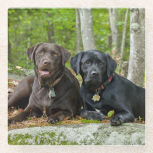 Dogs Puppies Black Lab Chocolate Labrador Retrive Glazen Onderzetter